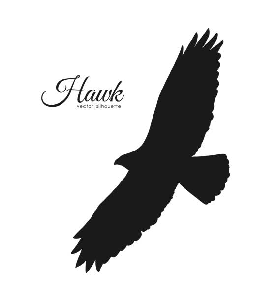 ilustrações de stock, clip art, desenhos animados e ícones de vector illustration: silhouette of flying hawk isolated on white background. black eagle. - eurasian buzzard