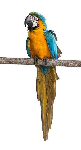istock Blue-and-yellow Macaw perched on branch against white background 96254042