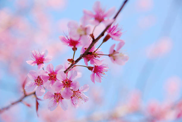 istock Thai Pink Blossom in North 96254282