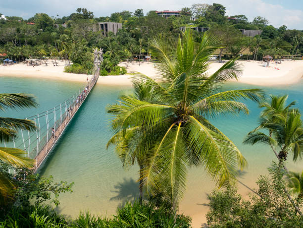istock Beach with palm trees and white sand and blue water and bridge 962543852