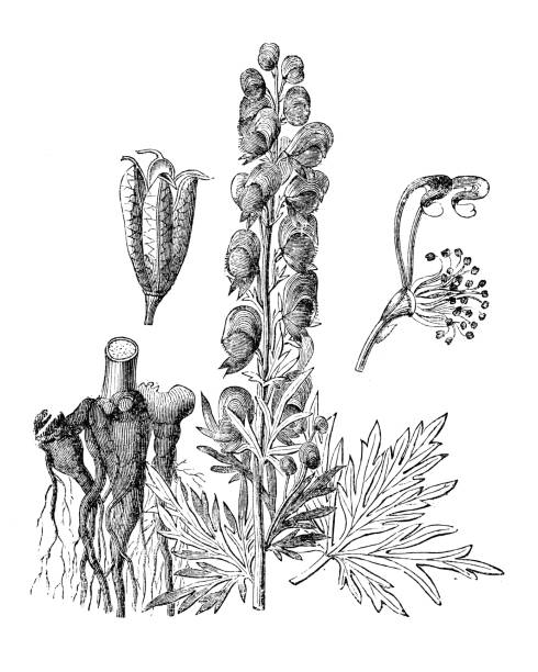식물학 식물 골동품 조각 그림: aconitum napellus (스님의 후드, 백 주자, wolfsbane) - monkhood stock illustrations