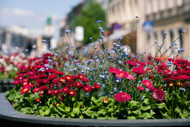 istock Blooming flowers in Warsaw. 962545030