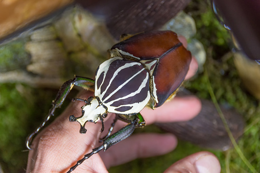 African goliath beetle Goliathus giganteus on the arm. closeup
