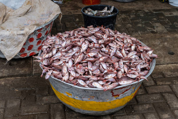 Bucket of red snapper