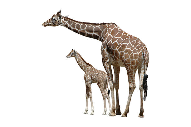 Baby giraffe with mom in background