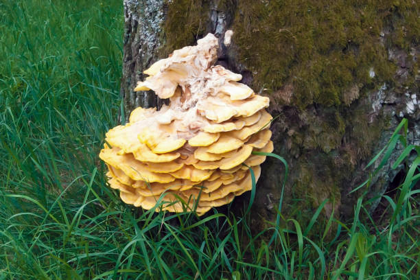 istock Chicken fungus growing on a tree 962550380