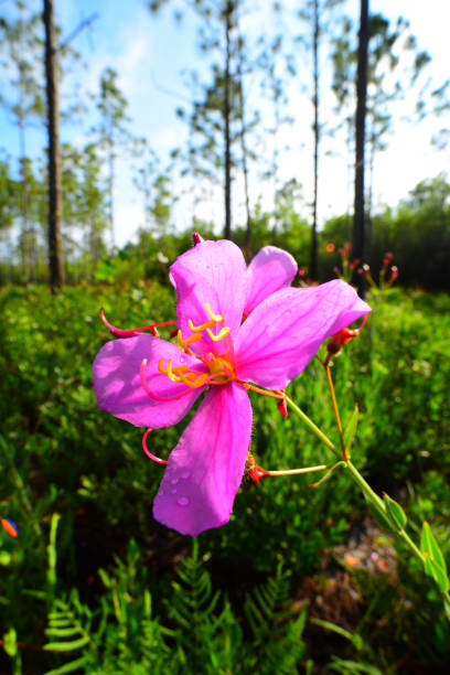 Macro shot of Handsome-Harry, Virginia Meadow Beauty(Rhexia virginica) blooming in forest understory, with bushes, palms and pine trees in the background. Photo taken in Walton county, Florida. Nikon D750 with Venus Laowa 15mm macro lens