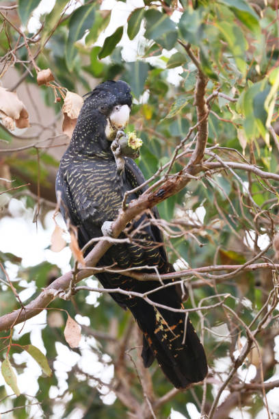 istock Carnaby's red tailed black cockatoo 962553636