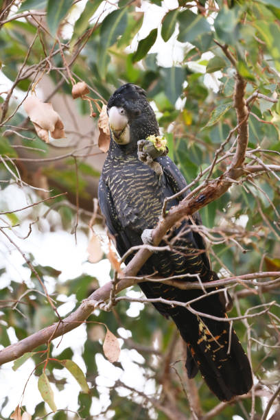 istock Carnaby's red tailed black cockatoo 962554238