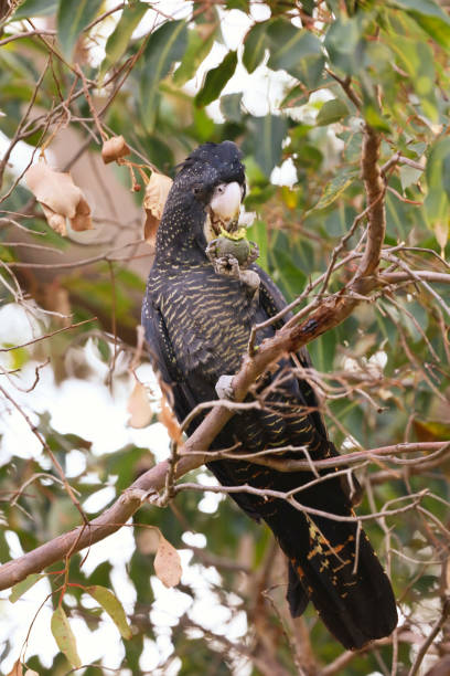 istock Carnaby's red tailed black cockatoo 962556448