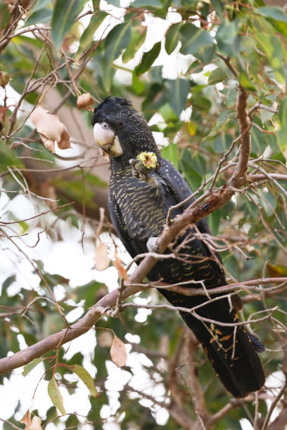 istock Carnaby's red tailed black cockatoo 962556878
