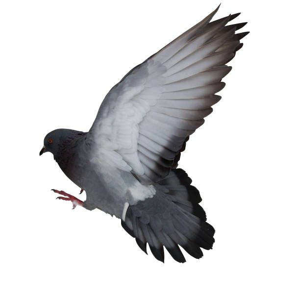 istock isolated on white dark grey flying pigeon 962557034