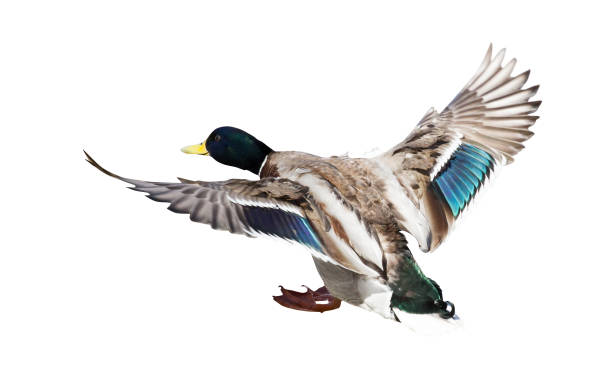 istock landing mallard duck drake on white 962557108