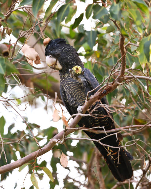 istock Carnaby's red tailed black cockatoo 962557134