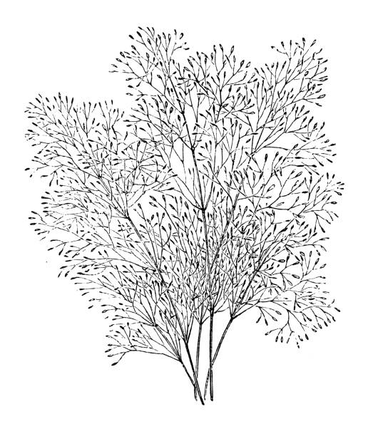 Botany plants antique engraving illustration: Agrostis nebulosa (cloud grass) Botany plants antique engraving illustration: Agrostis nebulosa (cloud grass) agrostis stock illustrations