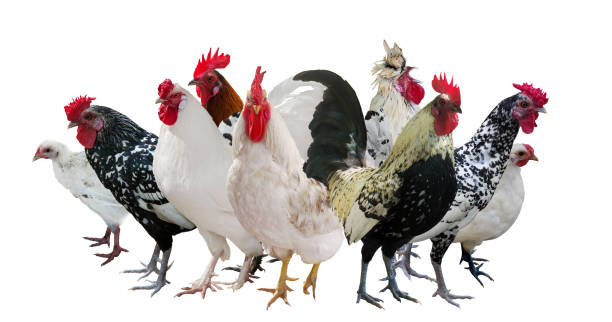 istock group of nine roosters isolated on white 962557348