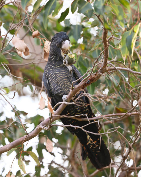 istock Carnaby's red tailed black cockatoo 962557418