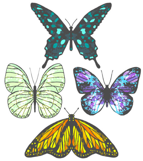 istock Set of Colorful Butterflies in Hand-Drawn Style 962557558