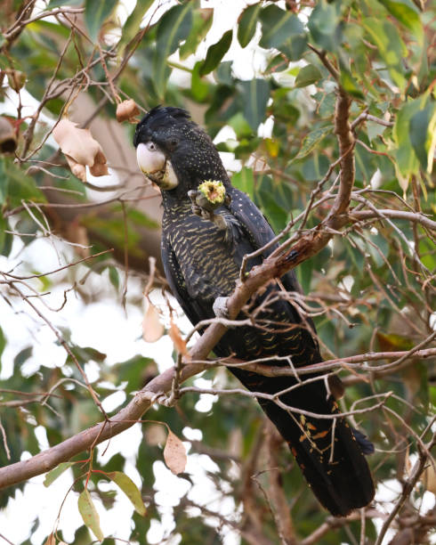 istock Carnaby's red tailed black cockatoo 962557742