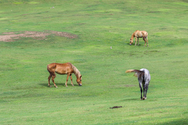 istock Several horses feeding into the meadow. 962557822