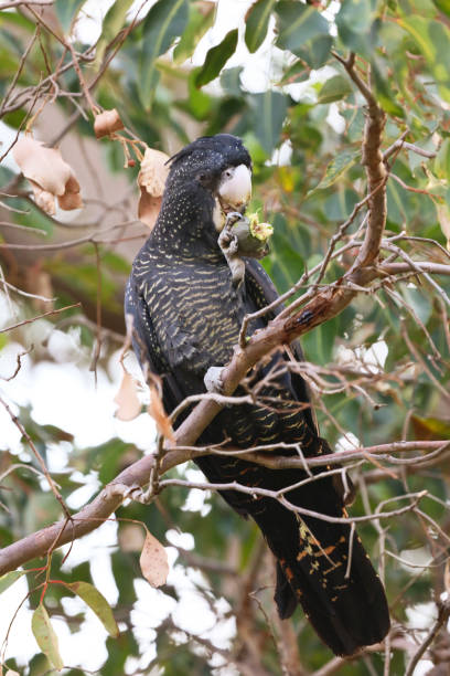 istock Carnaby's red tailed black cockatoo 962558456