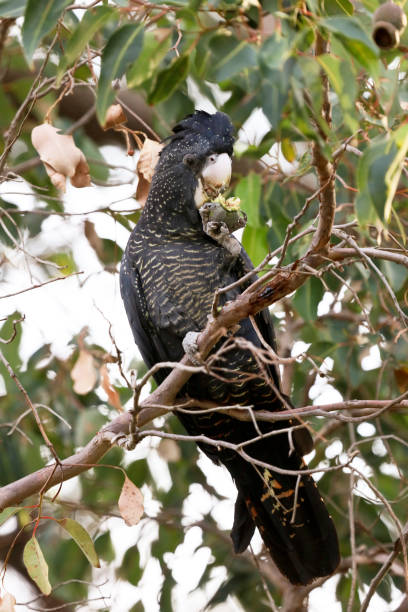 istock Carnaby's red tailed black cockatoo 962559180