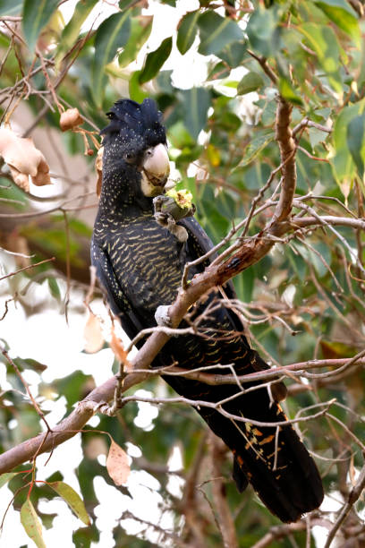 istock Carnaby's red tailed black cockatoo 962559468