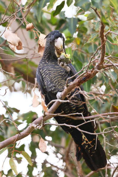 istock Carnaby's red tailed black cockatoo 962559670