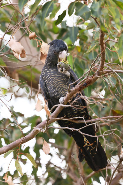 istock Carnaby's red tailed black cockatoo 962562376