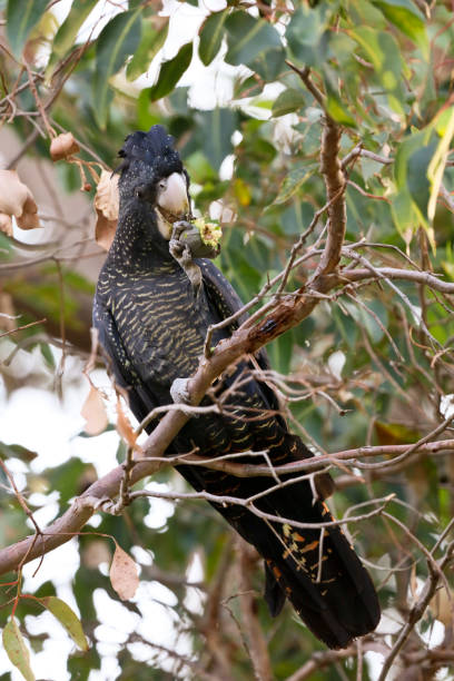 istock Carnaby's red tailed black cockatoo 962562948