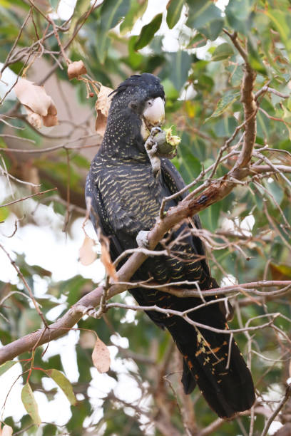 istock Carnaby's red tailed black cockatoo 962563076