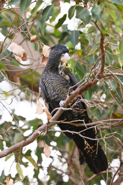 istock Carnaby's red tailed black cockatoo 962563278