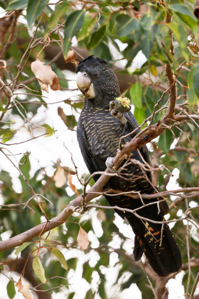 istock Carnaby's red tailed black cockatoo 962563582
