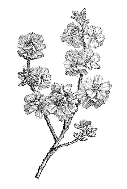 illustrations, cliparts, dessins animés et icônes de plantes de botanique antique illustration de gravure : amande (prunus dulcis) - arbre en fleurs illustrations