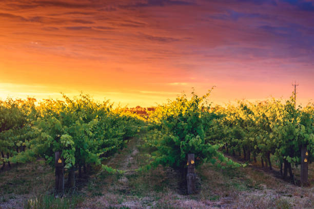 istock Grape vines in McLaren Vale at sunset 962563890