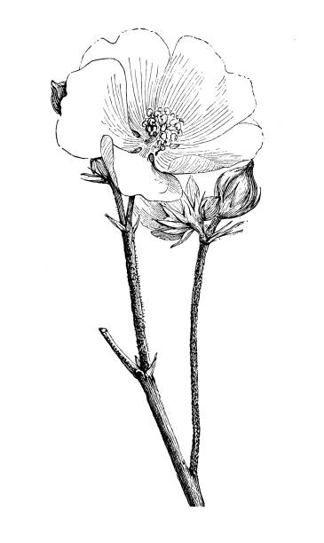 botanika rośliny antyczne grawerowanie ilustracja: althaea officinalis (marshmallow) - marsh mallow plant stock illustrations