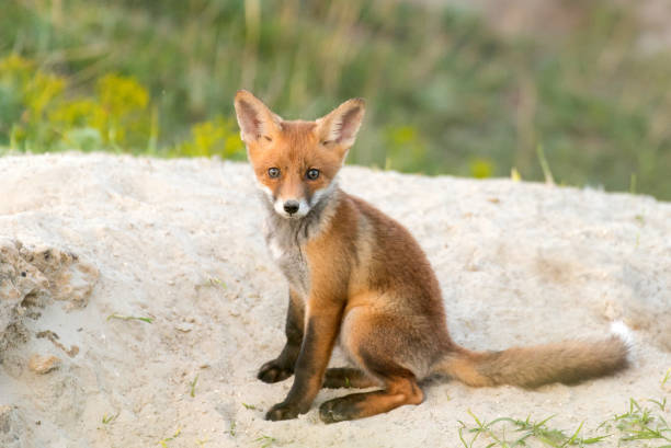 istock Little Red Fox near his hole 962563956