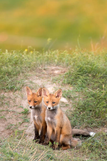 istock Two Little Red Fox near his hole 962563986