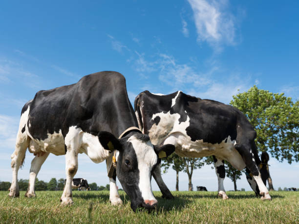 istock black and white cows graze in meadow with tree in the background 962564724