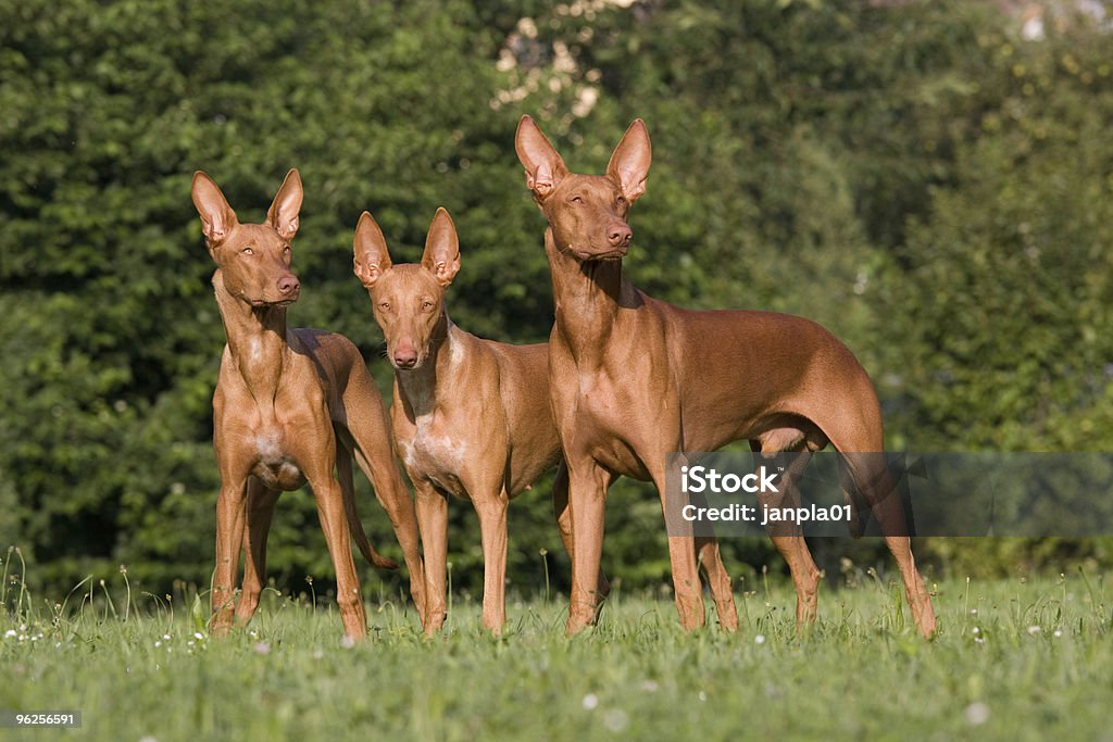 Grupo de perros de perro del faraón - Foto de stock de Cultura egipcia libre de derechos