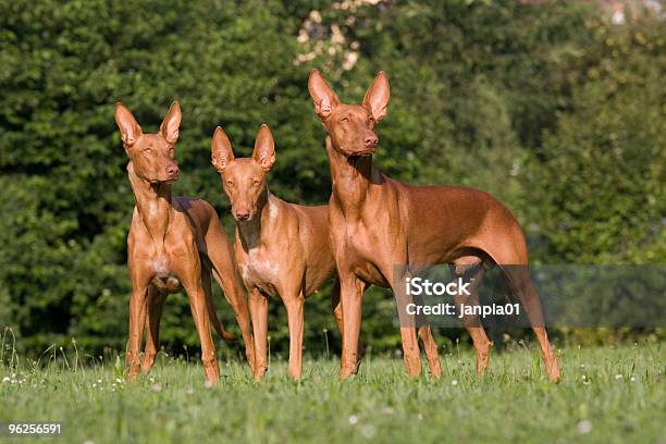 Grupo De Perros De Perro Del Faraón Foto de stock y más banco de imágenes de Cultura egipcia - Cultura egipcia, Egipto, Perro