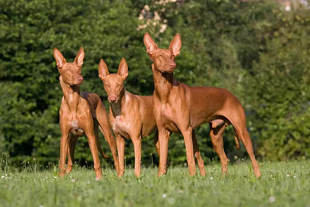 Photo of Group of Pharaoh Hound dogs