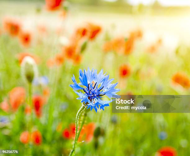 Azul Cornflowers - Fotografias de stock e mais imagens de Abstrato - Abstrato, Agricultura, Amarelo