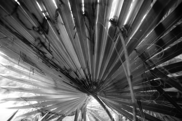 istock Palm, northern Mediterranean, sunny 962568046