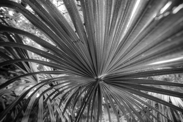 istock Palm, northern Mediterranean, sunny 962568210