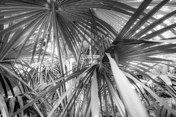 istock Palm, northern Mediterranean, sunny 962568572