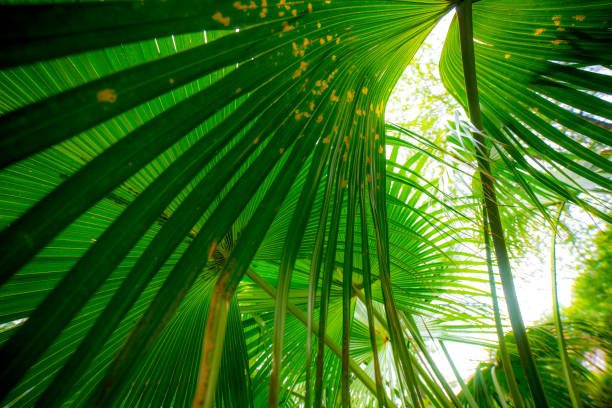 istock Palm, northern Mediterranean, sunny 962568720