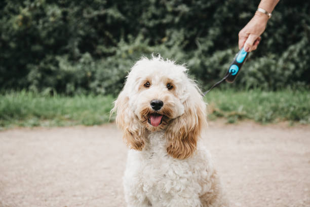 istock Happy Cockapoo puppy on a leash sitting and looking at the camera. 962568880