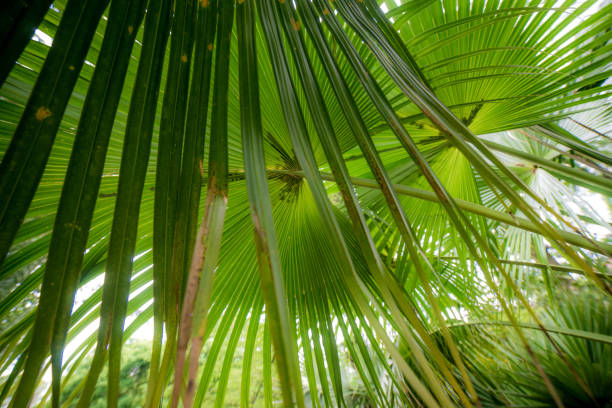 istock Palm, northern Mediterranean, sunny 962568892