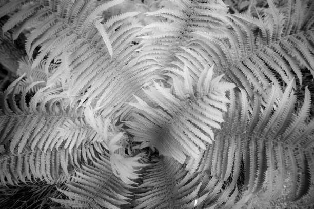 istock Fern leaves, northern Mediterranean 962569006